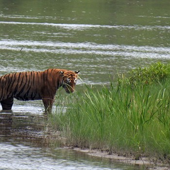 bangol Tiger in Chitwan National park